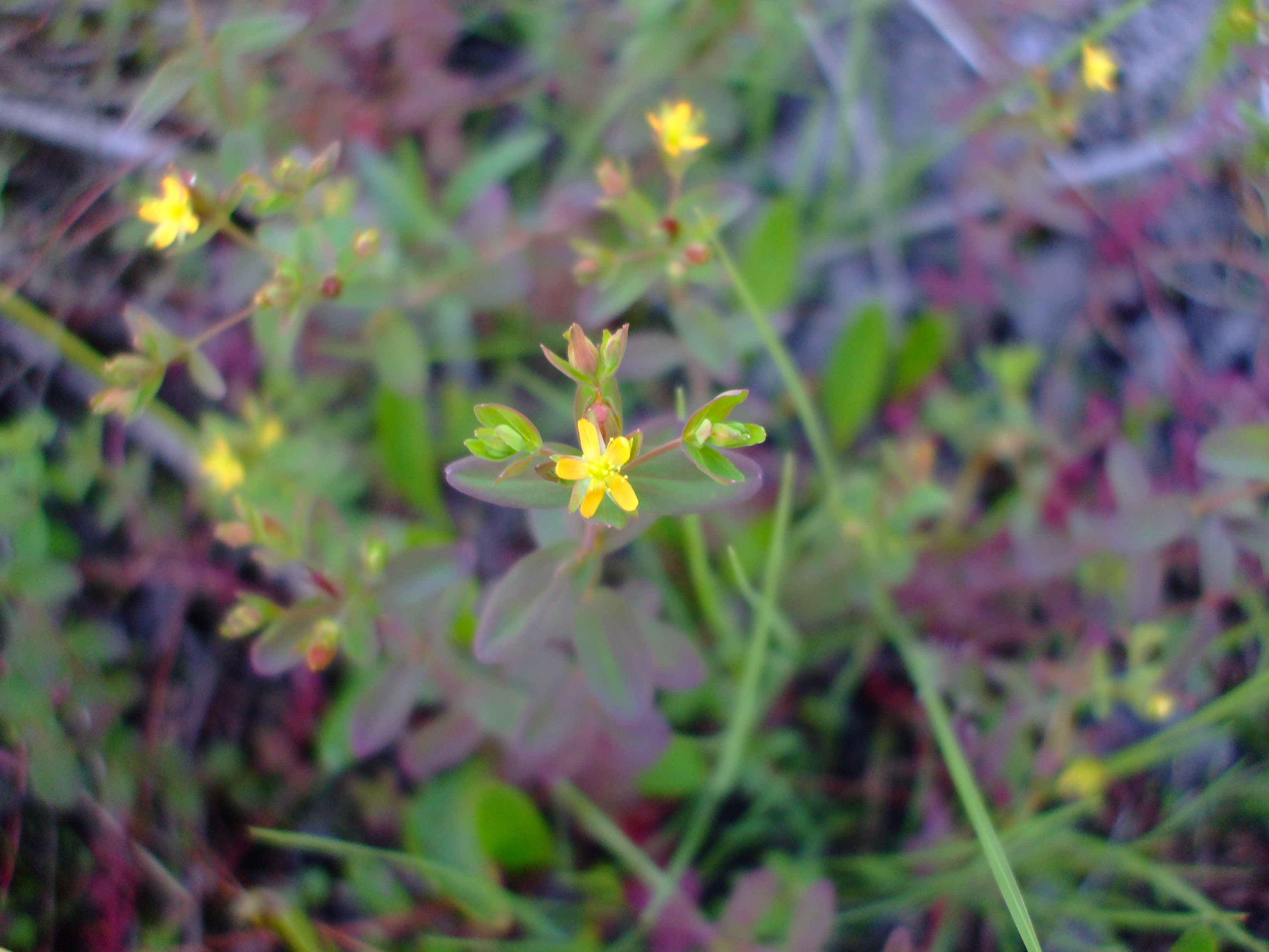 Hypericum boreale